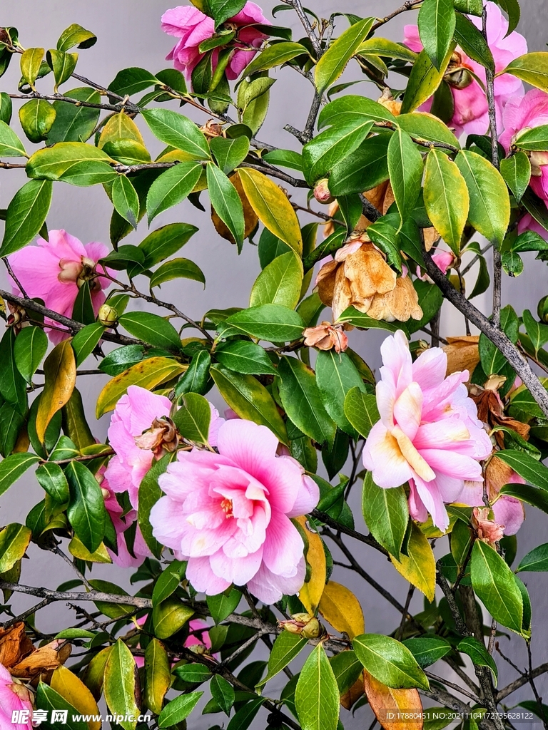 山茶