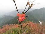 广州通天蜡烛