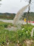 乡间小路 