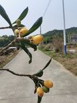枇杷