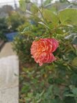 鲜花 