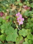 鲜花 