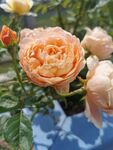鲜花 