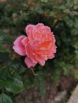 鲜花