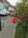 琴叶珊瑚
