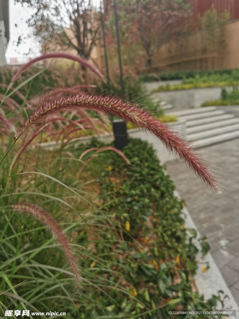 牧地狼尾草