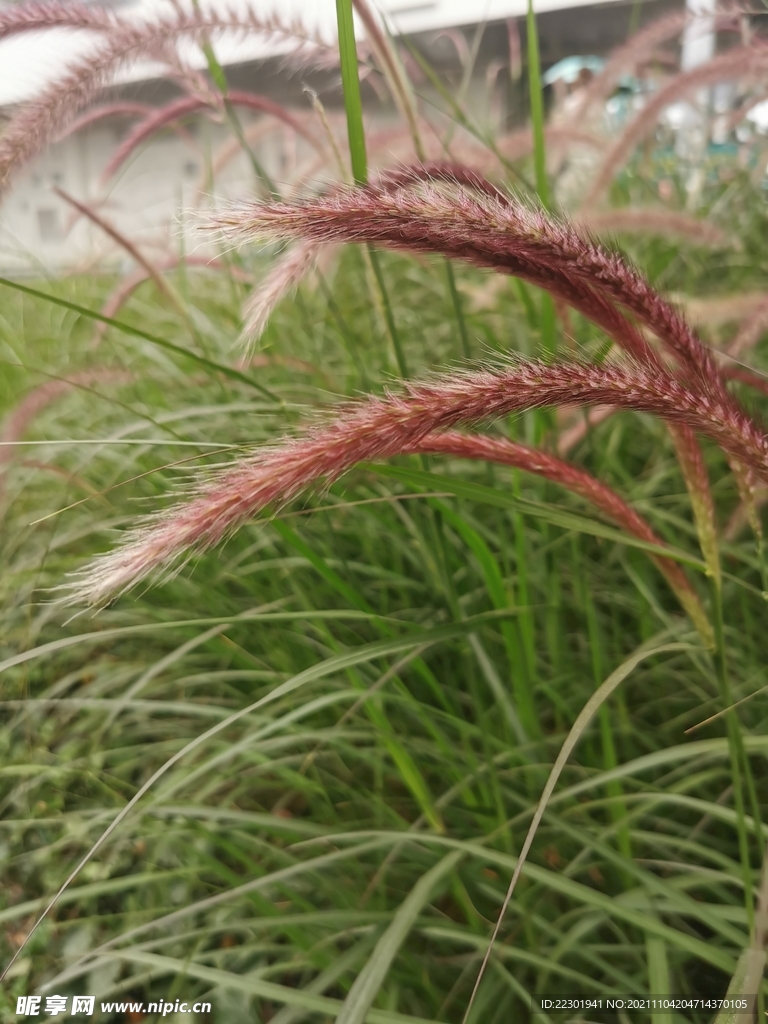 牧地狼尾草 