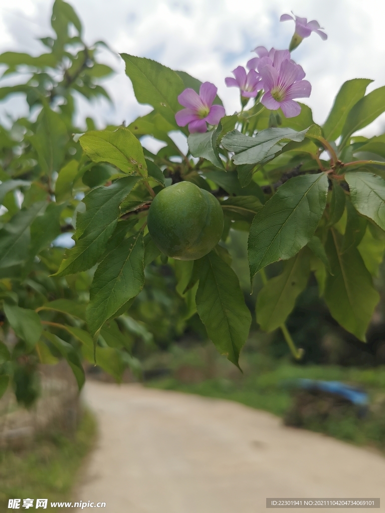 红花酢浆草