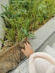 小猫