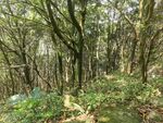 树林 山林