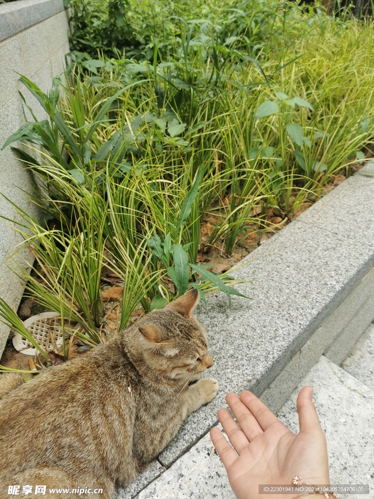 小猫