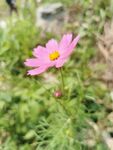 格桑花
