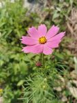格桑花