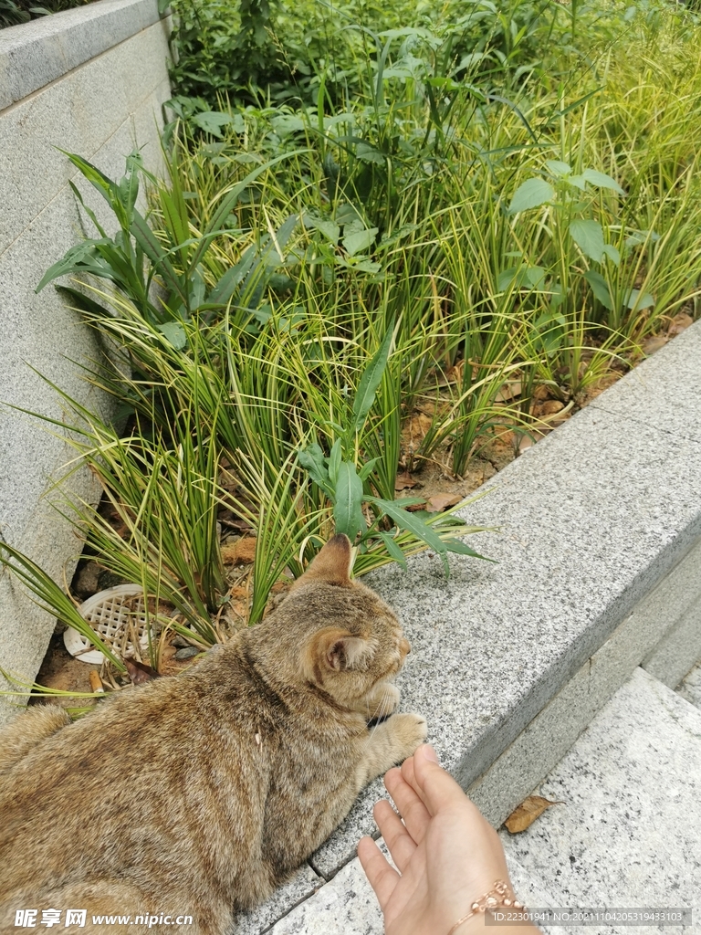 小猫