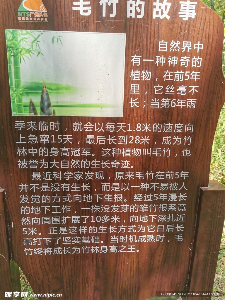 毛竹的故事