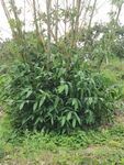 竹林