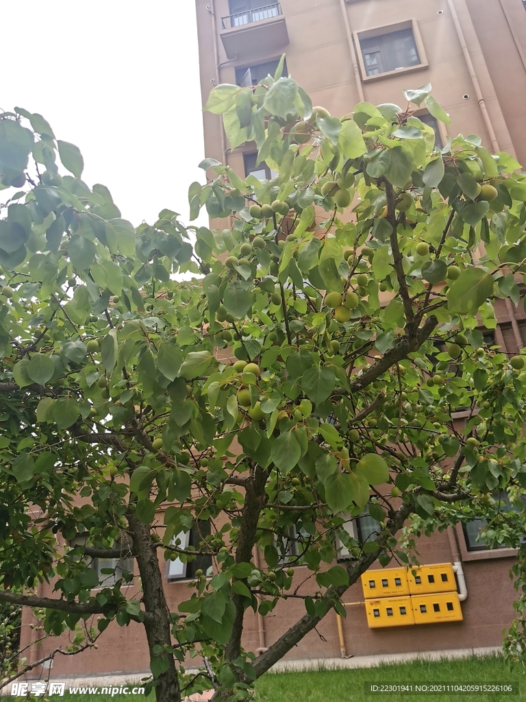 杏树
