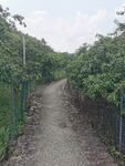 乡间小路