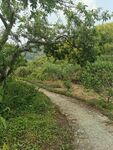 乡间小路