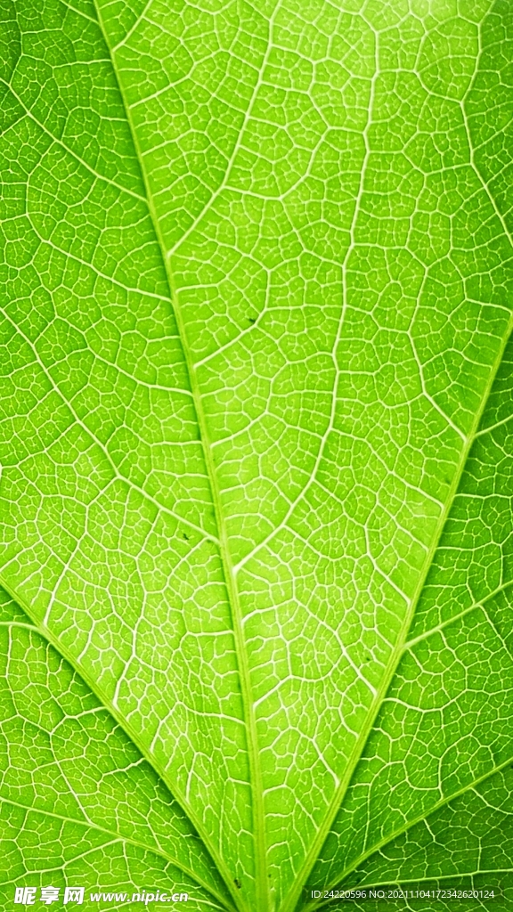绿叶
