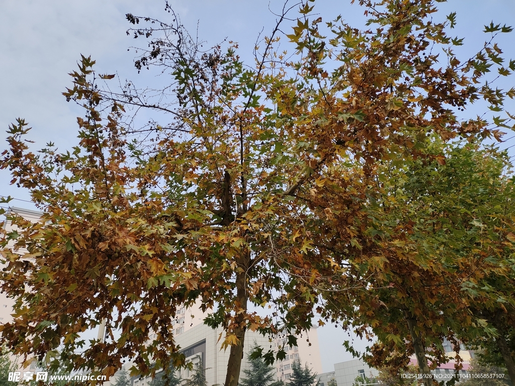 树