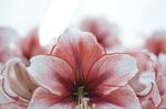 花朵高清图