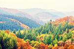 彩色的秋天树木秋季景观