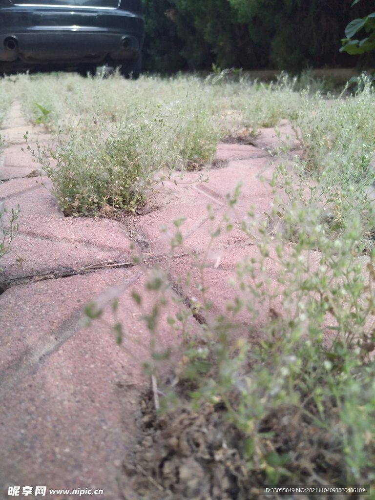 小花
