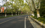 梧桐大道