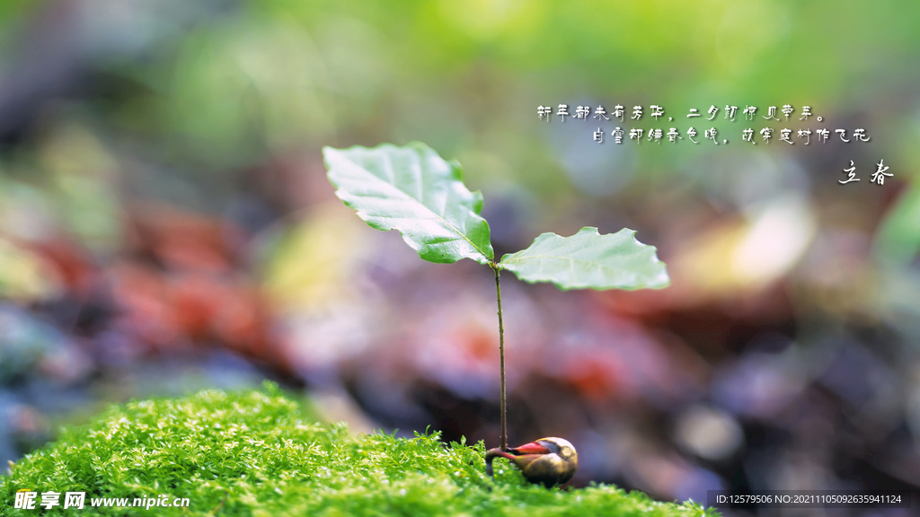 立春发芽桌面壁纸