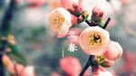 桃花杏花桌面壁纸
