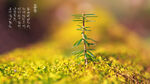立春绿芽桌面壁纸