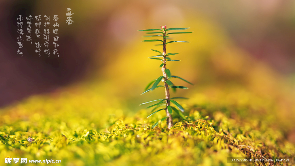 立春绿芽桌面壁纸