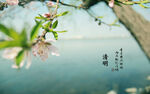 清明桃花桌面壁纸