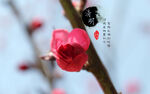 独束红花桌面壁纸