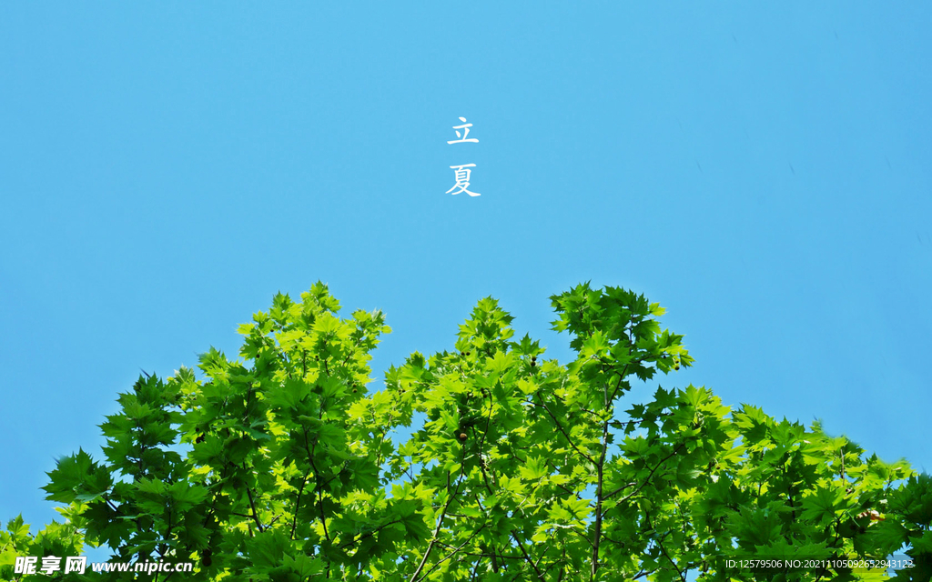 蓝天绿叶桌面壁纸