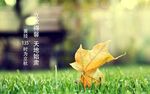 草地黄叶桌面壁纸