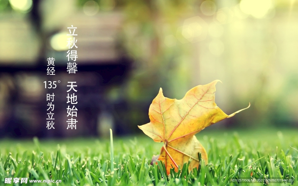 草地黄叶桌面壁纸