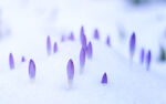白雪紫色嫩芽桌面壁纸