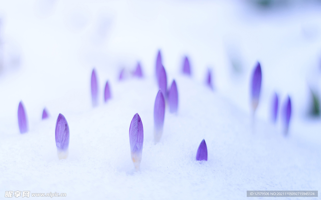 白雪紫色嫩芽桌面壁纸
