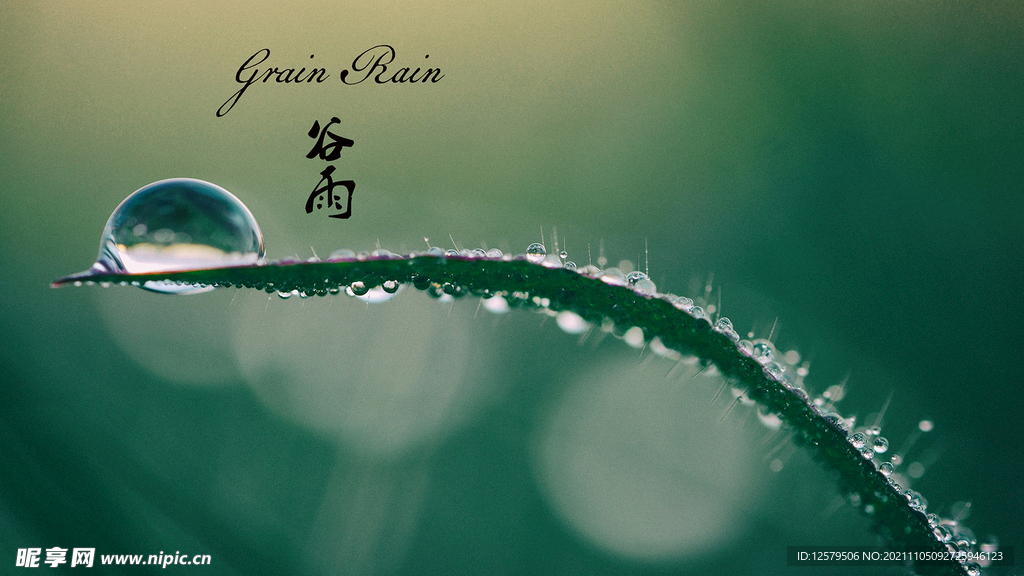 绿草水滴桌面壁纸、