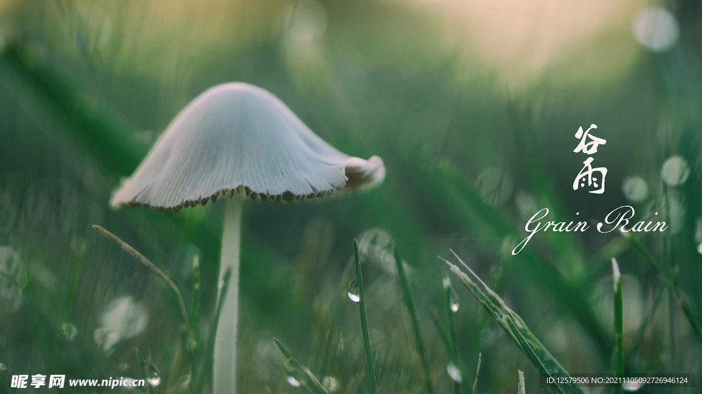蘑菇草地桌面壁纸