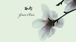 白花桌面壁纸
