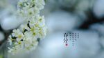 花枝桌面壁纸