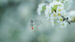 花枝桌面壁纸 