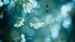 春花桌面壁纸