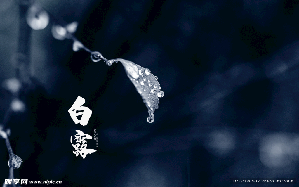 白露水滴桌面壁纸