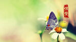 蝴蝶采花桌面壁纸