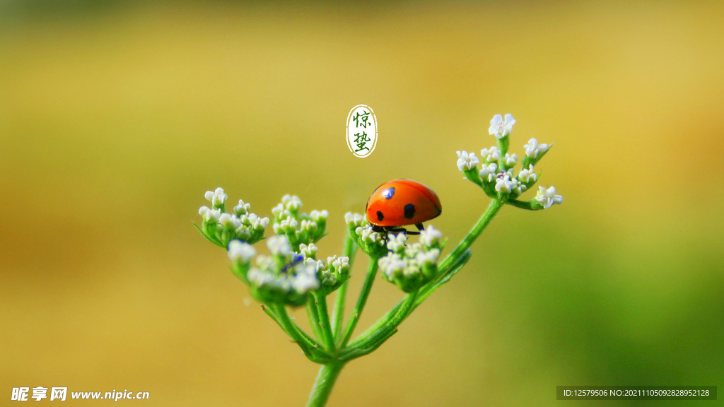 小花虫桌面壁纸