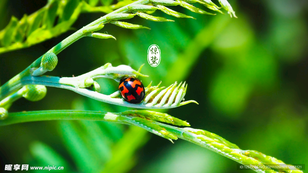 绿芽桌面壁纸